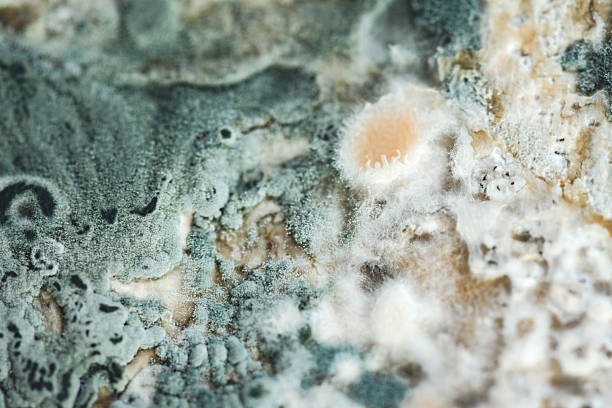 Mold Remediation & Contents Estimates